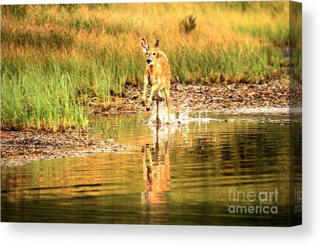 Deer Canvas Print featuring the photograph Junior Dashing Through The Water by Adam Jewell