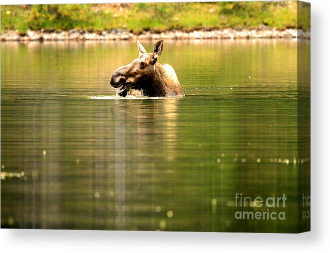  Canvas Print featuring the photograph Many Glacier Moose 3 by Adam Jewell