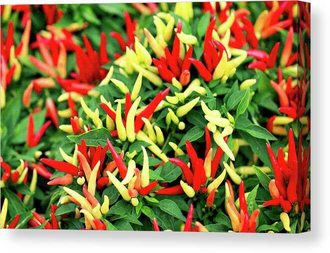 Farmers Market Canvas Print featuring the photograph Many Peppers by Todd Klassy