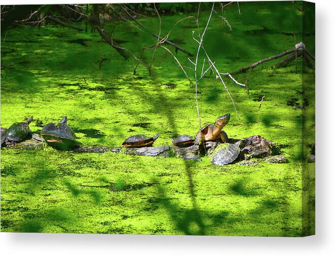 Many Turtles Along The Appalachian Trail Canvas Print featuring the photograph Many Turtles Along the Appalachian Trail by Raymond Salani III