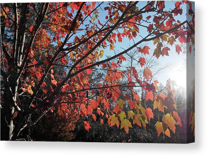 Bille Park Canvas Print featuring the photograph Maple Evening Illuminations by Michele Myers