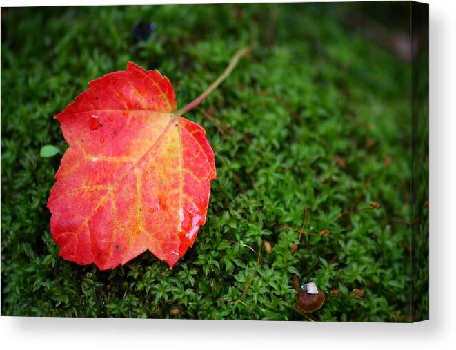 Moss Canvas Print featuring the photograph Maple Leaf on Moss by Brook Burling