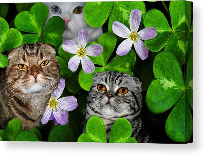Scottish Fold Canvas Print featuring the digital art March 2006 by Robert Morin