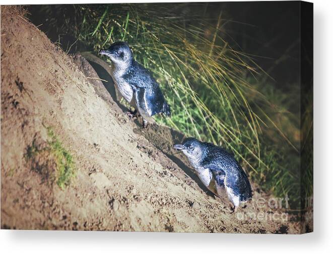 Kremsdorf Canvas Print featuring the photograph March Of The Penguins by Evelina Kremsdorf