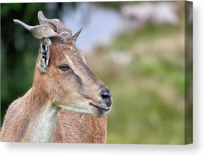  Canvas Print featuring the photograph Markhor by Kuni Photography