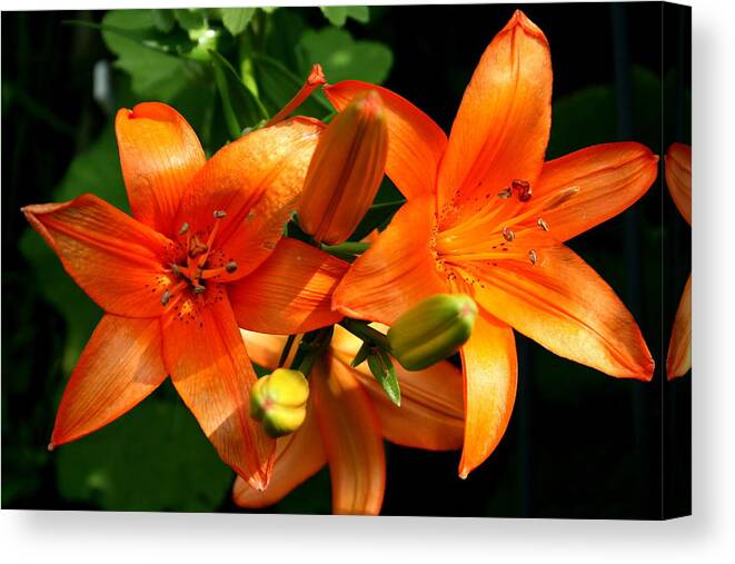 Lily Canvas Print featuring the photograph Marmalade Lilies by David Dunham