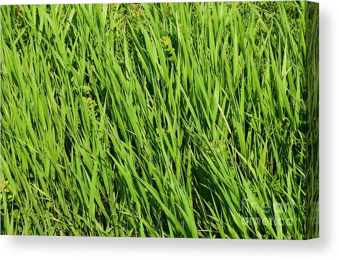 Green Canvas Print featuring the photograph Marsh Grasses by Barrie Stark