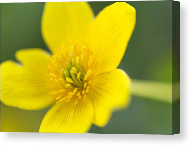 Wildflowers Canvas Print featuring the photograph Marsh Marigold by Nancy Dunivin