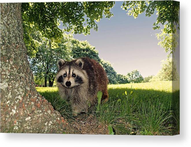 Racoon Canvas Print featuring the photograph Masked bandit of the cemetery by Asbed Iskedjian