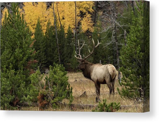 Elk Rut Canvas Print featuring the photograph Master by Bruce J Barker