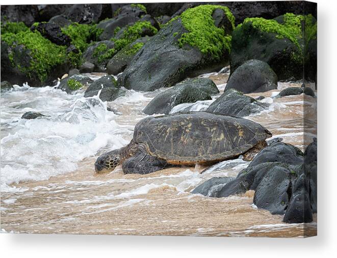 Honu Canvas Print featuring the photograph Maui Honu by Randy Hall