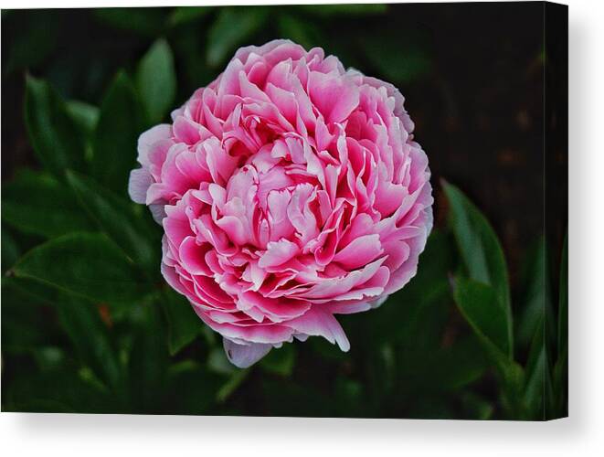 Peony Canvas Print featuring the photograph May Peony by Chris Berrier