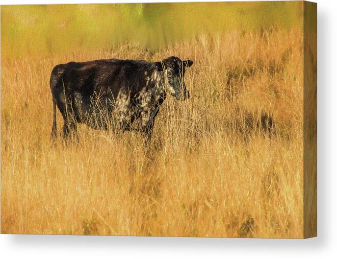 Okeechobee Trip Canvas Print featuring the photograph Meadow Bovine by Richard Goldman