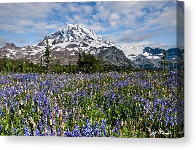 Alpine Canvas Print featuring the photograph Meadow of Lupine Near Mount Rainier by Jeff Goulden
