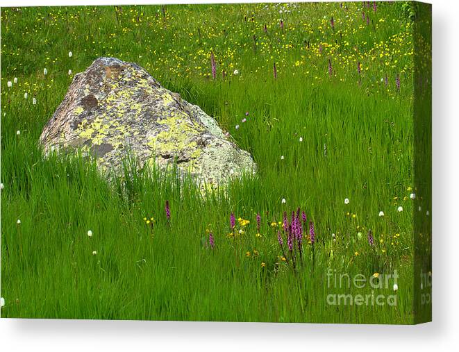 Mountain Wildflowers; Mountain Flowers Canvas Print featuring the photograph Meadow Rock by Jim Garrison