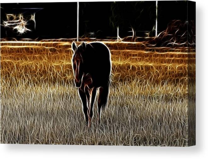 Horse Canvas Print featuring the photograph Mellow Horsing About by Douglas Barnard