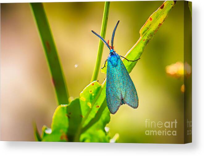 Adscita Obscura Canvas Print featuring the photograph Metallic Forester Moth by Jivko Nakev
