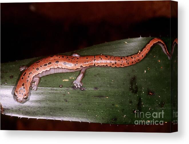 Fauna Canvas Print featuring the photograph Mexican Palm Salamander by Dante Fenolio