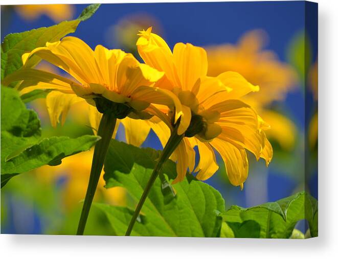 Sunflower Canvas Print featuring the photograph Mexican Sunflower Tree by Melanie Moraga