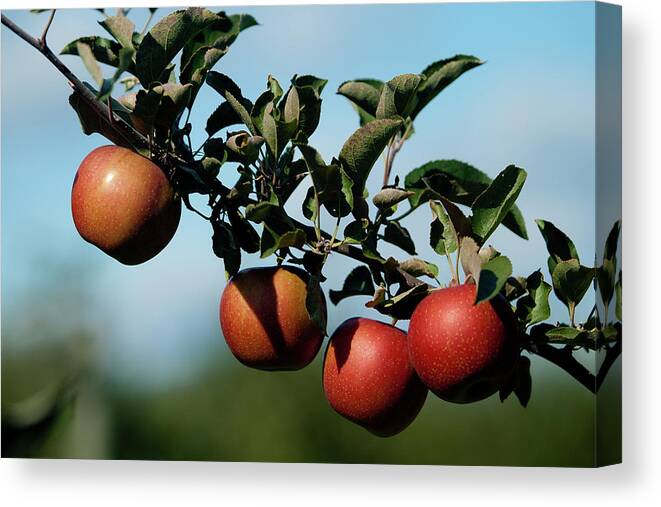 Michigan Canvas Print featuring the photograph Michigan Apples by Rich S