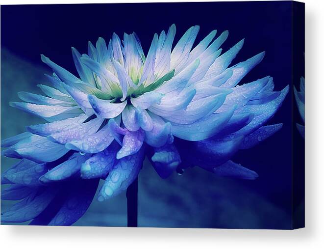 Dahlia Canvas Print featuring the photograph Midnight Dahlia and Drops by Julie Palencia