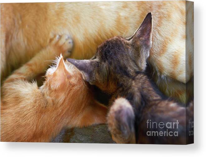 Cat Canvas Print featuring the photograph Milk by Dean Harte