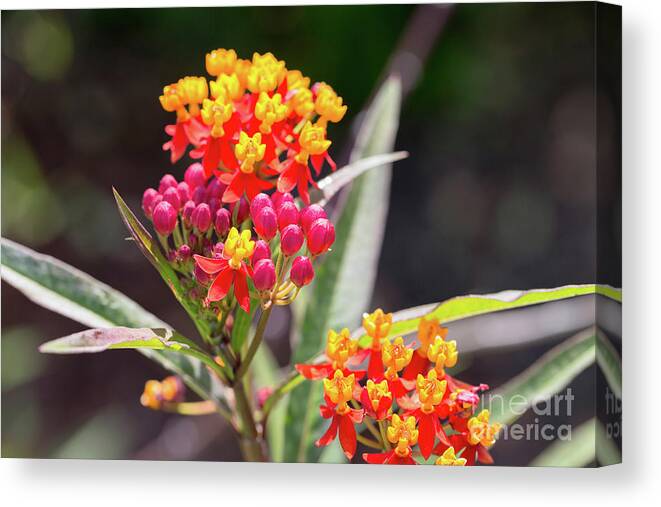 Asclepias Curassavica Silky Deep Red Canvas Print featuring the photograph Milkweed Silky Deep Red by Louise Heusinkveld