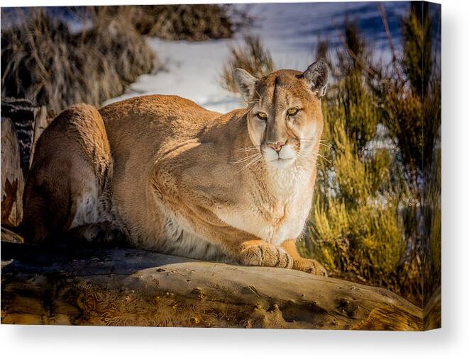mountain Lion Canvas Print featuring the photograph Milo at the Ark by Janis Knight