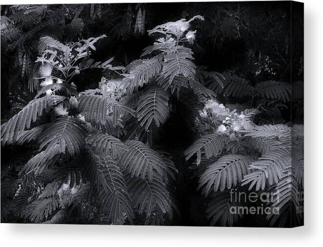 Mimosa Canvas Print featuring the photograph Mimosa Black And White by Mike Eingle