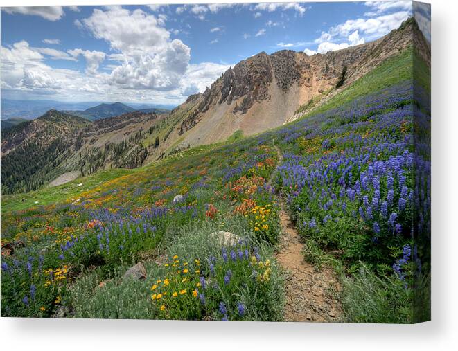 Wildflower Canvas Print featuring the photograph Mineral Basin Wildflowers by Brett Pelletier