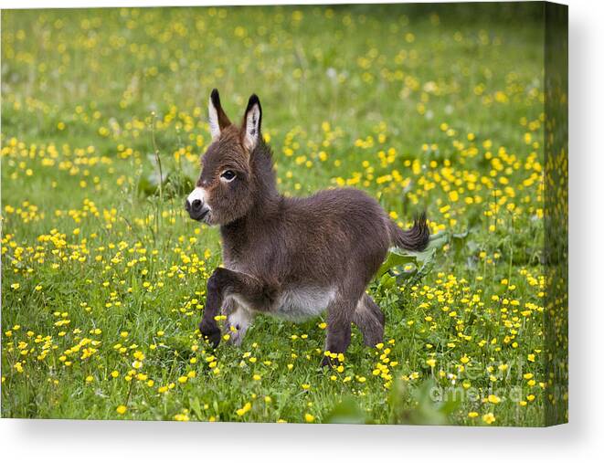 Miniature Donkey Canvas Print featuring the photograph Miniature Donkey Foal by Jean-Louis Klein & Marie-Luce Hubert