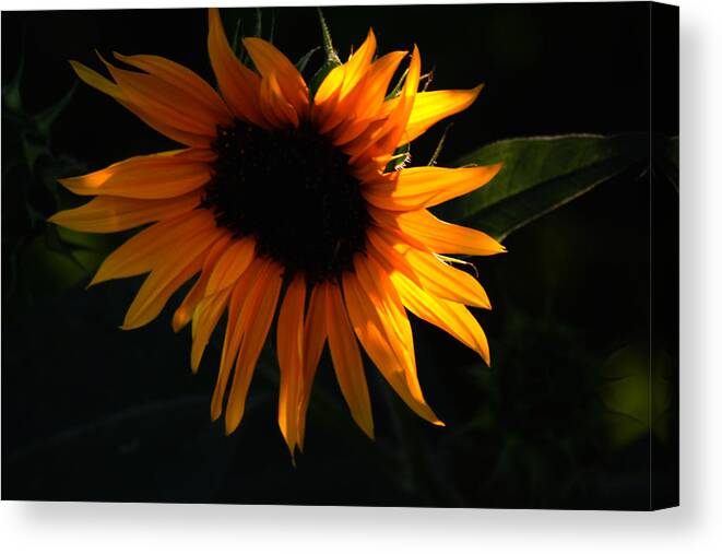 Sunflower Canvas Print featuring the photograph Miniature Sunflower by Martin Morehead