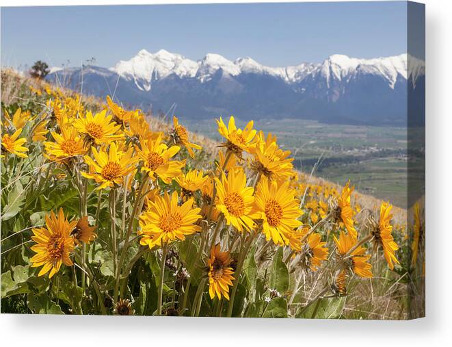 Balsam Canvas Print featuring the photograph Mission Mountain Balsam Blooms by Jack Bell