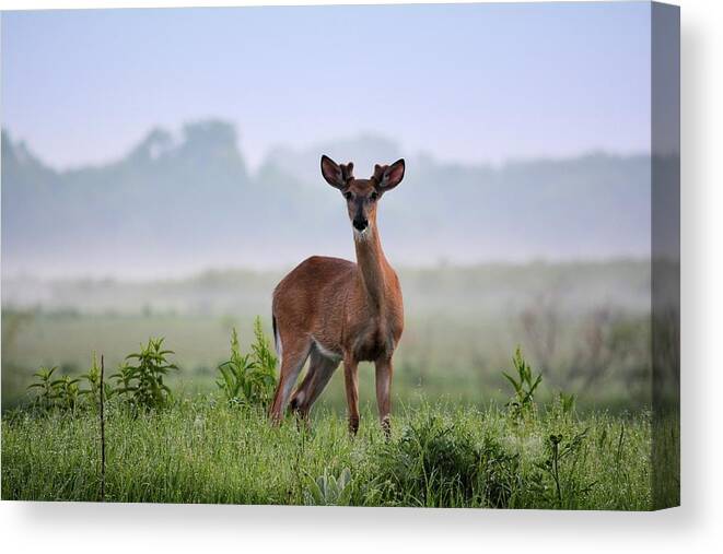 Deer Canvas Print featuring the photograph Misty Buck by Bonfire Photography