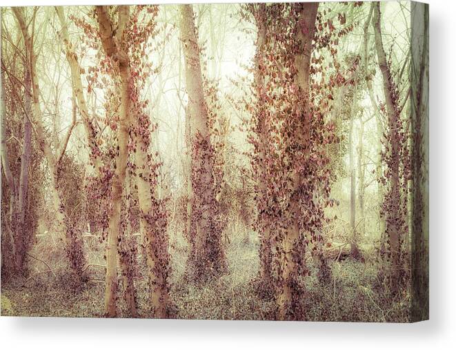 Plant Canvas Print featuring the photograph Misty Morning Winter Forest by Robert FERD Frank