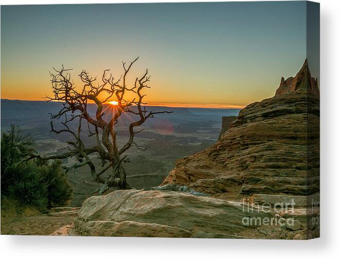 Tree Canvas Print featuring the photograph Moab Tree by Kristal Kraft