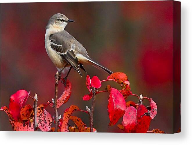Mockingbird Canvas Print featuring the photograph Mockingbird on Red by William Jobes