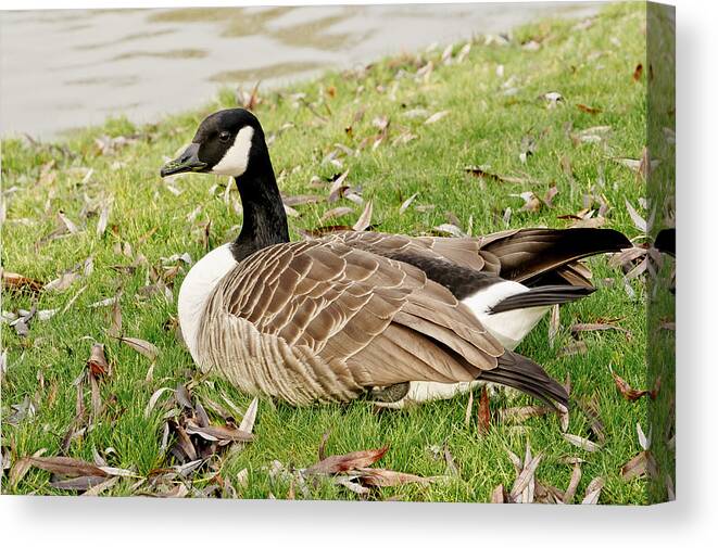 Goose Canvas Print featuring the photograph Modest Beauty by Elena Perelman