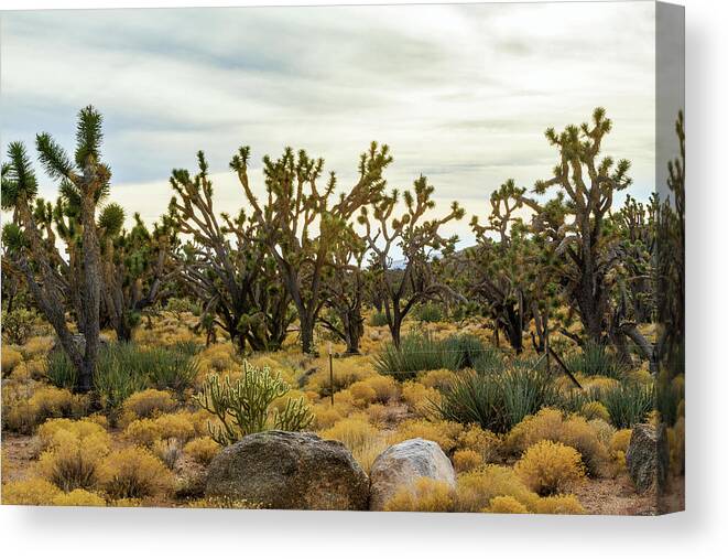 Mohave Joshua Trees Forest Canvas Print featuring the photograph Mohave Joshua Trees Forest by Bonnie Follett