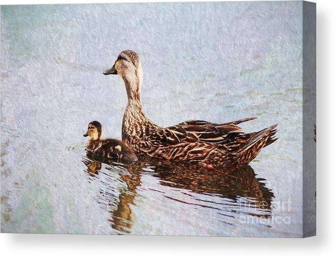 Duck Canvas Print featuring the photograph Mom and Little One by Deborah Benoit