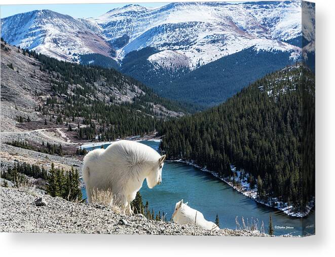 Mountain Goats Canvas Print featuring the photograph Momma Goat and Kid Overlooking Blue Lakes by Stephen Johnson