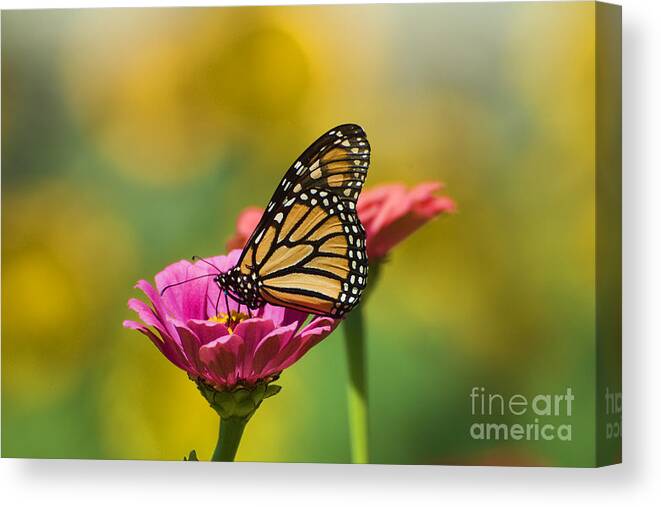 Monarch Butterfly Canvas Print featuring the photograph Monarch 9 by Edward Sobuta