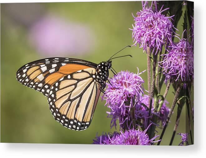 Monarch Butterfly Canvas Print featuring the photograph Monarch and Blazing Star 5-2015 by Thomas Young
