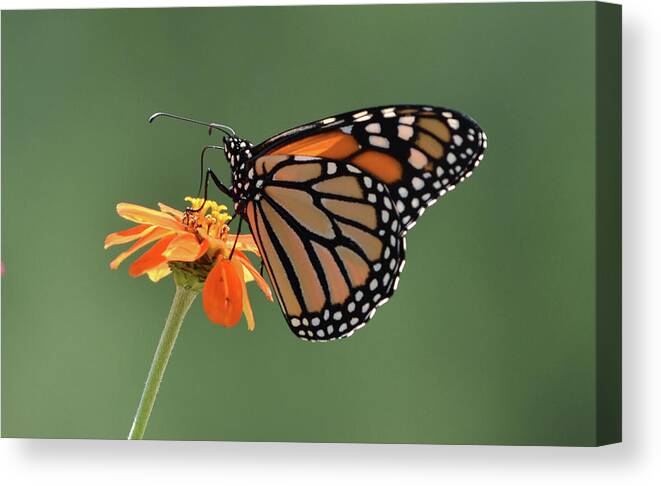 Monarch Canvas Print featuring the photograph Monarch by Ben Foster