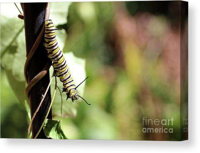 Monarch Canvas Print featuring the photograph Monarch Butterfly Caterpillar looking at you by Adam Long