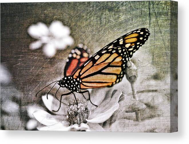 Monarch Canvas Print featuring the photograph Monarch Butterfly by Marianna Mills