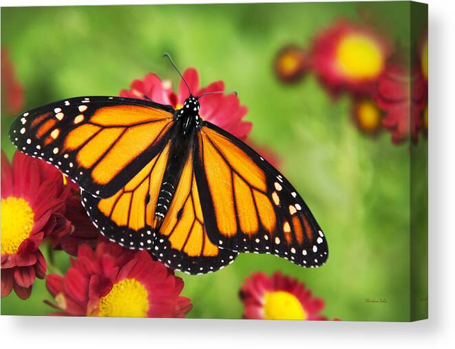 Monarch Butterfly Canvas Print featuring the photograph Monarch Butterfly on Red Mums by Christina Rollo