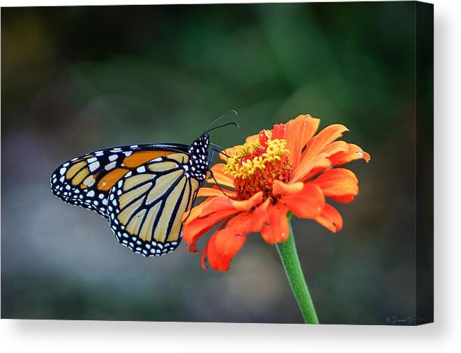 Butterfly Canvas Print featuring the photograph Monarch by David Dedman