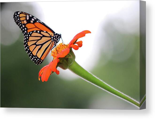 Butterfly Canvas Print featuring the photograph Monarch Landing by Mary Anne Delgado