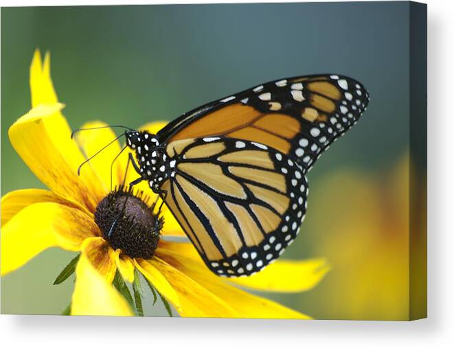 Beautiful Canvas Print featuring the photograph Monarch by Michael Peychich